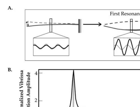FIGURE 2.1 An example of vibrissa resonance tuning. A. When equal amplitude stimuli areapplied to the tip (or base) of a thin elastic beam, a signiﬁcantly greater amplitude of motionis observed at the fundamental resonance frequency of the vibrissa and at 
