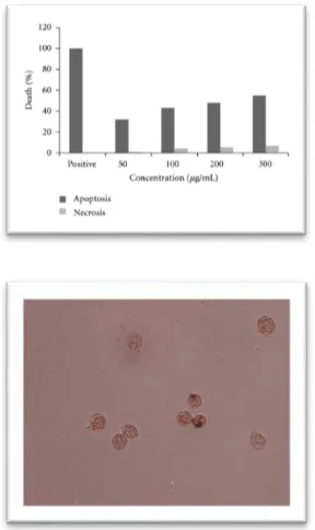 Figure 2.7:  Nuclei morphological changes during Punica granatum spinosa induced apoptosis in PC3 cells detected by TUNEL assay