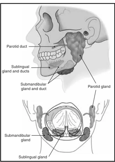 Figure 3-2. ■ Parotid and salivary glands. (From Dillon, PM: Nursing Health Assessment: A