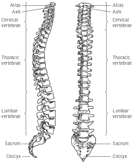 Figure 3 The vertebral column.
