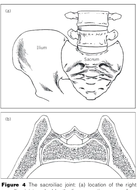 Figure 4 The sacroiliac joint: (a) location of the rightsacroiliac joint marked by the line separating sacrum fromilium; (b) horizontal cross-section across both right and leftsacroiliac joints—the lower part is facing the front.