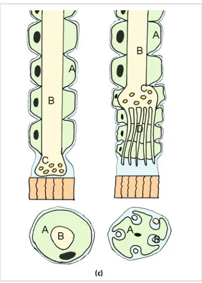 Figure 3.12. (continued)mal nerve ending (left) and damaged nerve ending with neural sprouting(right)  Comparative image with the scheme of a nor-(c)