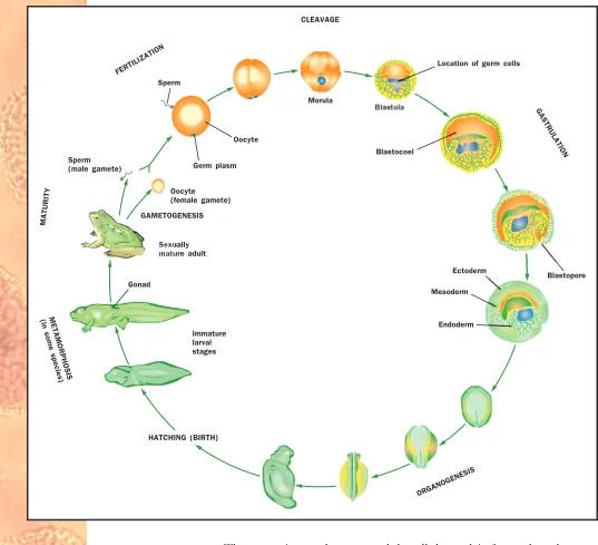 Figure 2. Developmental