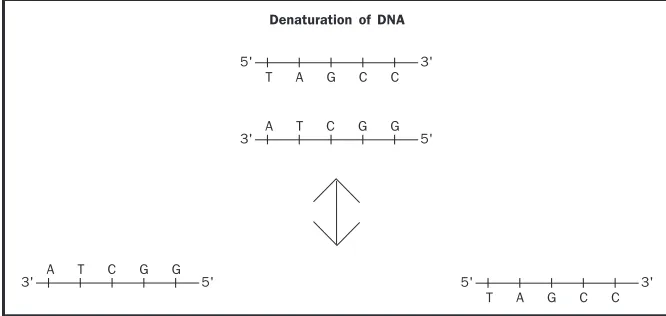 Figure 1. Denaturation
