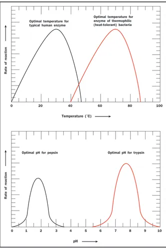 Figure 3. Temperatureand pH profiles. Eachenzyme has an optimalpH and temperature thatfavor the nativeconformation formaximum activity.