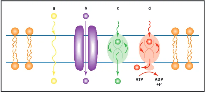 Figure 1. Modes ofmembrane transport. a)Some solute moleculescan diffuse unassistedthrough the lipid bilayer.b) Certain solutemolecules can diffusethough the aqueous poreof a specific channelprotein