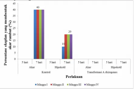 Gambar 3. Persentase eksplan hipokotil dan akar 