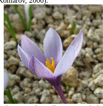 Gambar 7. Two flowered saffron (C. biflorus)