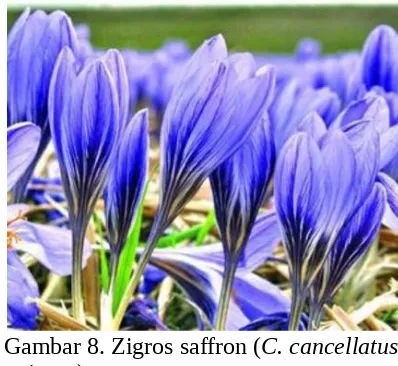 Gambar 8. Zigros saffron (C. cancellatus)