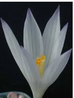 Gambar 10. Caspian saffron (C. caspius)
