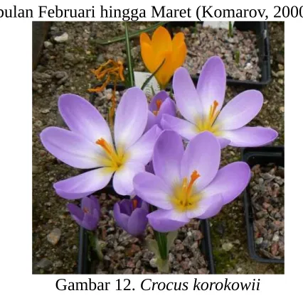 Gambar 12. Crocus korokowii