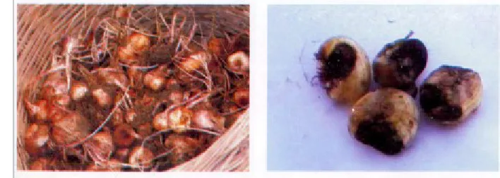 Gambar 2. Umbi bunga saffron sehat (kiri), umbi bunga saffron sakit (kanan)