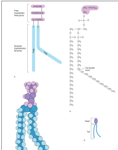Figure 1.The structure of lecithin represented schematically (A), as a formula (B), as a model (C), and symbolically (D)