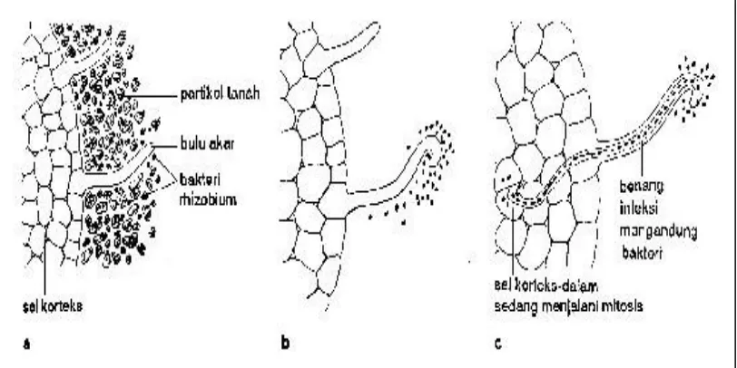 Gambar 1. Perkembangan bintil akar tanaman kedelai 
