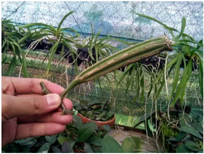 Gambar 3. Buah Anggrek Phalaenopsis