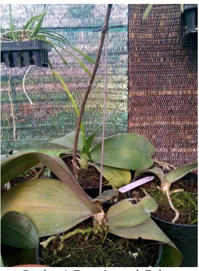 Gambar 4. Daun Anggrek Bulan.
