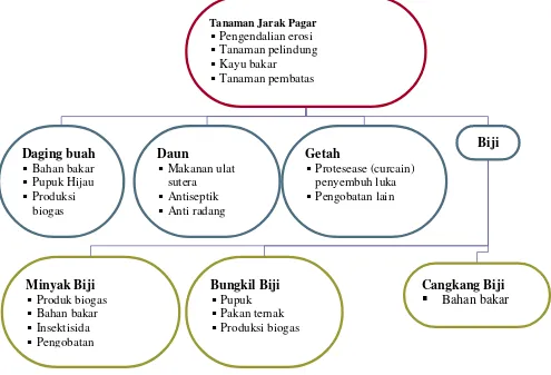 Gambar 1.  Ragam potensi pemanfaatan tanaman jarak pagar (Gibitz, et al. 1998 Cit. Syakir, 2006)