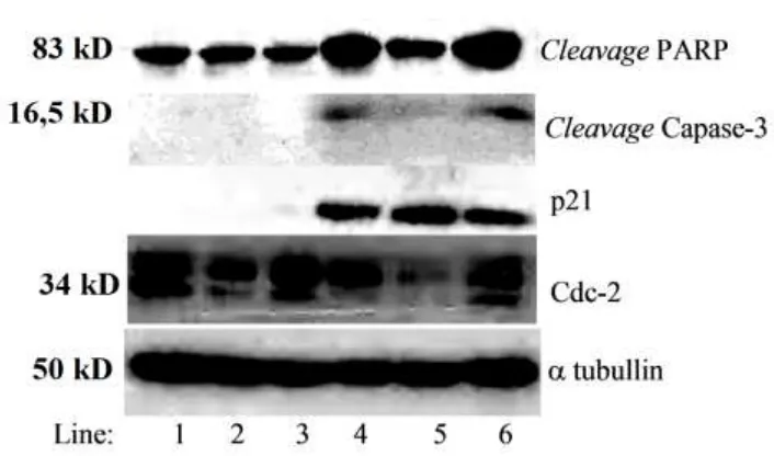 Gambar 2. Analisis Western Blot terhadap beberapa protein penanda apoptosis dan regulator siklus sel pada fase G2-M, Z-Fad-Fmk 2,5 µM menghambat aktivasi Caspase-3 dan cleavage PARP pada sel T47D dengan perlakuan PGV-1 2,5 µM