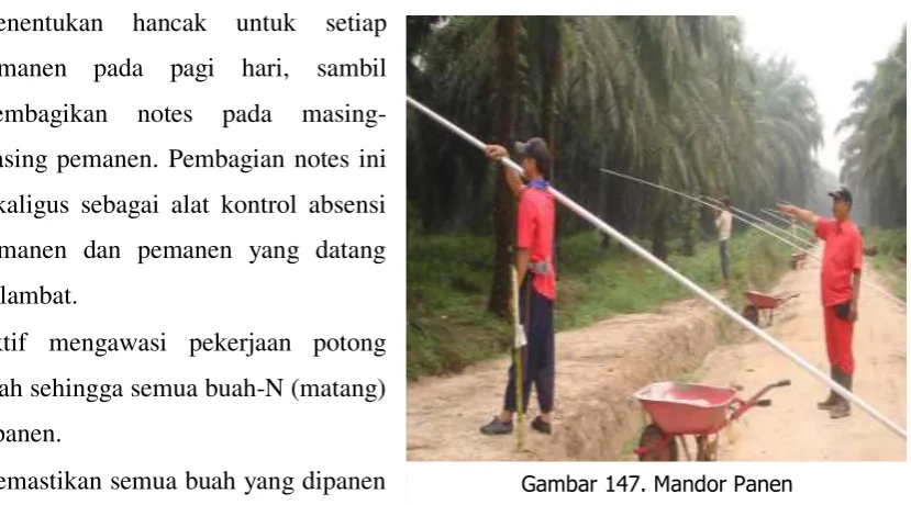 Gambar 147. Mandor Panen 