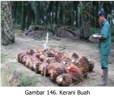 Gambar 146. Kerani Buah 