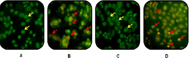 Gambar 3. Efek perlakuan hesperidin tunggal dan kombinasinya terhadap pemacuan apoptosis pada sel MCF-7