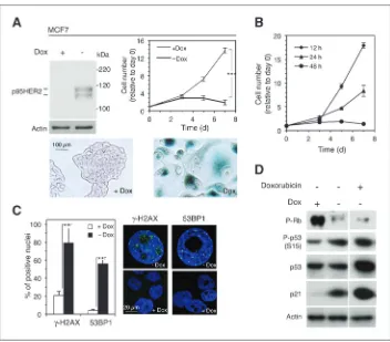 Figure 1. Expression of p95HER2 in MCF7 cells results in premature senescence. A, top left, MCF7 Tet-off/p95HER2 cells were treated with or withoutwere cultured for 7 days,doxycycline was added back and cells were counted at the indicated time points