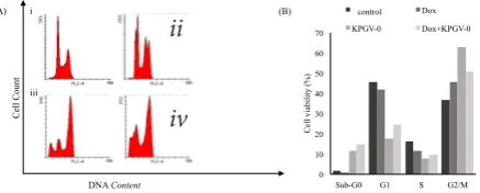 Figure 5. Effect of Combination of K PGV-0 and doxorubicin on Apoptosis Induction on T47 D Cells