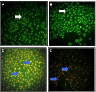 Fig. 3 Effect of tangeretin,doxorubicin 200 nM. Viablecells give green fluorescence(rubicin 200 nM,of tangeretin 100bdoxorubicin, and their combina-tion on MCF-7 cell death.MCF-7 cell were treated bytangeretin, doxorubicin, andtheir combination for 15 h an