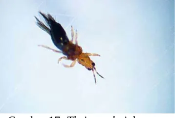 Gambar 17: Thrips palmi dewasa