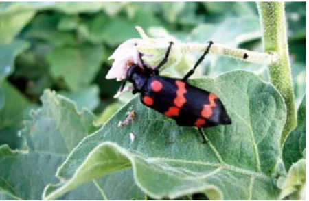 Gambar 29: Dewasa Mylabris pustulata
