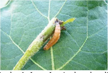 Gambar 1.  Larva Leucinodes orbonalis