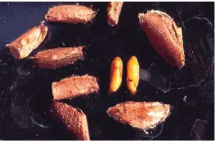 Gambar 2: Pupa Leucinodes orbonalis