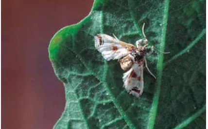 Gambar 3: Ngengat dewasa Leucinodes orbonalis