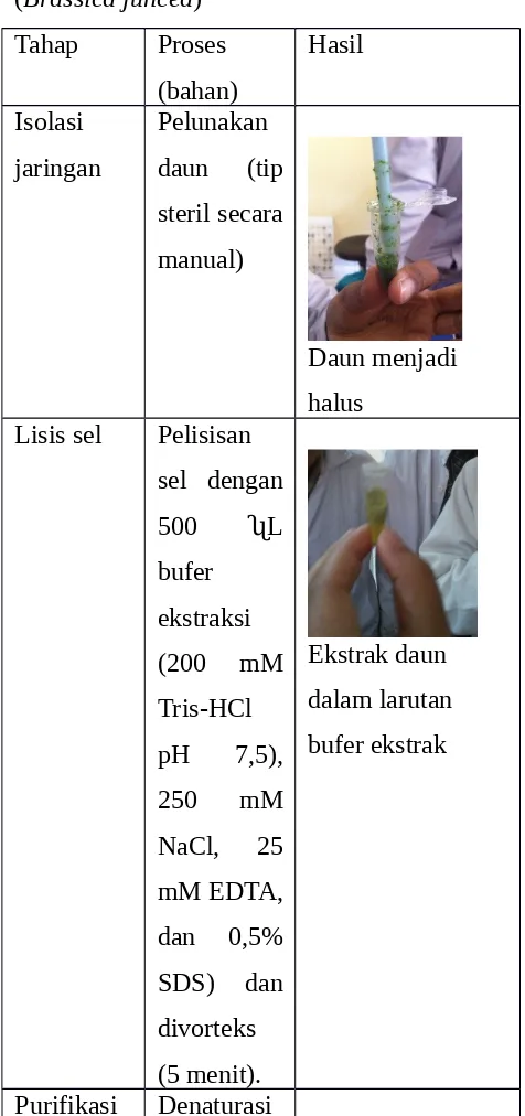 Tabel  3.1.  Hasil  isolasi  DNA  sawi  hijau