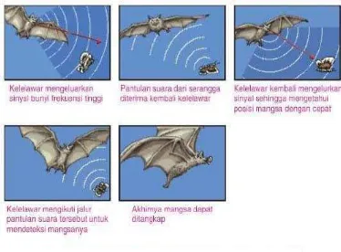 Gambar 2. Ekolokasi kelelawar (Encarta, 2006). 