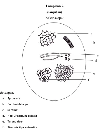Gambar 3.3. Mikroskopik serbuk simplisia daun ceremai perbesaran 10 × 10 