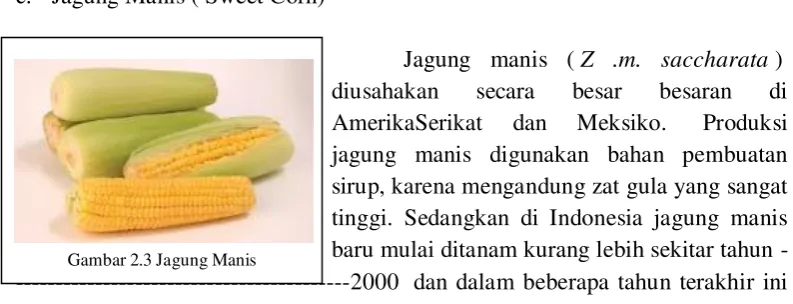 Gambar 2.3 Jagung Manis 