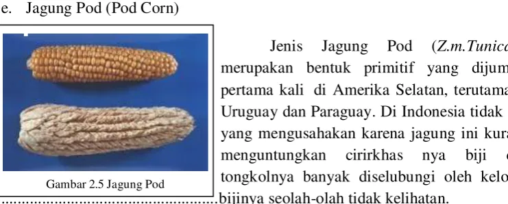Gambar 2.5 Jagung Pod 