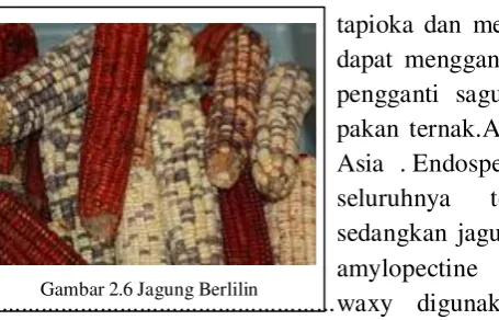Gambar 2.7 Jagung Tepung  