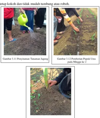 Gambar 3.14 Penyiangan dan Pembubunan 