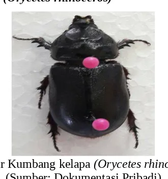 Gambar Kumbang kelapa (Orycetes rhinoccros)