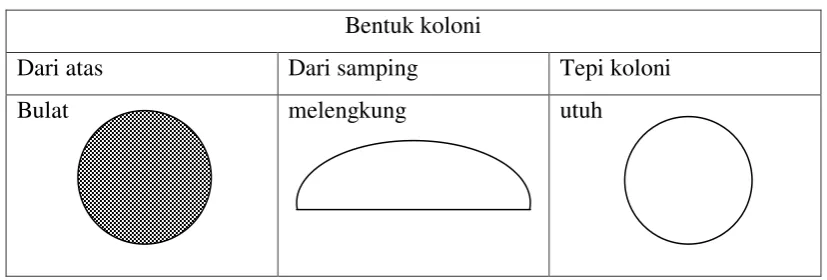 Tabel 2. Bentuk koloni bakteri 
