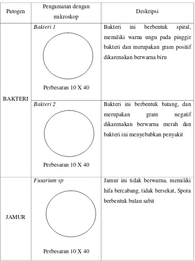 Tabel  3. Morfologi Jamur Dan Bakteri 