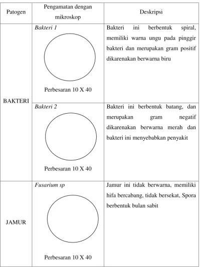 Tabel  3. Morfologi Jamur Dan Bakteri 