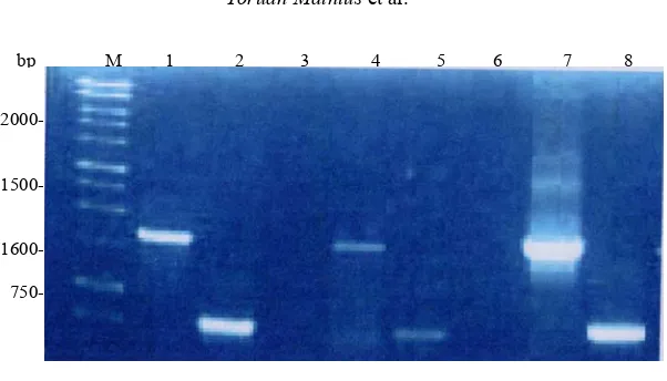 Gambar 5.   Fraksinasi   DNA  setelah  PCR. (M)  marka 1 kb    ladder   DNA. (1) Akar rambut C