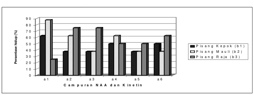Gambar 1.  Pengaruh campuran NAA dan Kinetin terhadap persentase hidup kultivar pisang  