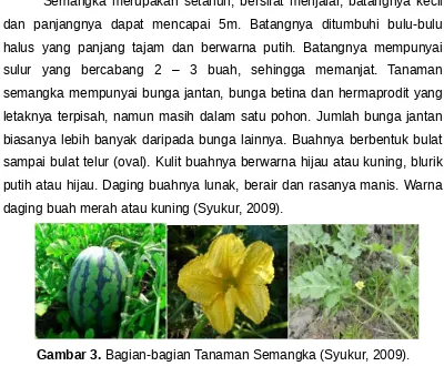 Gambar 3. Bagian-bagian Tanaman Semangka (Syukur, 2009).