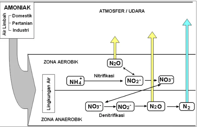 Gambar 2.5 : Mekanisme penghilangan Ammonia di dalam proses biofilter 