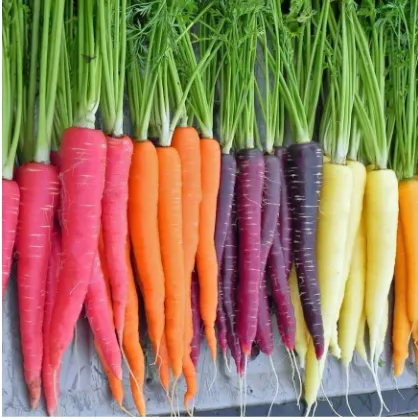 Gambar 2Variasi warna pada beberapa kultivar wortel