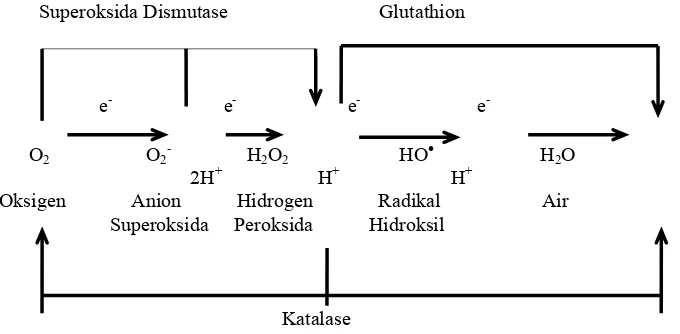 Gambar 1.  Jalur reduksi univalen dari oksigen dan enzim-enzim antioksidan. 